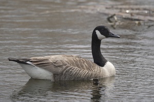 08675 canada goose
