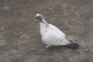 08786 rock dove