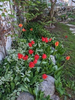 20230513 142816521 tulips