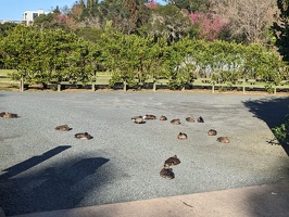 20230804 213030021 sitting ducks at holiday park v1
