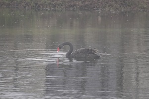 01056 swimming black swan