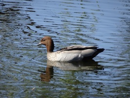 05119 maned duck male