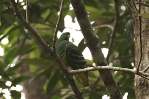 04112 cloven feathered dove v1