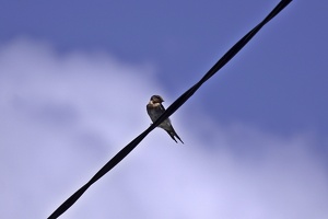 06824 welcome swallow v2