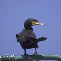 06979 great cormorant or black shag v1