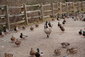 07592 canada goose and mallards
