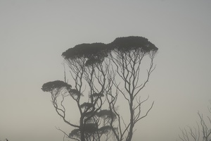 09660 tree in mist