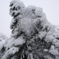 09873_snowy_tree2.jpg