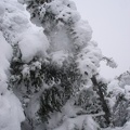 09875_snowy_tree3.jpg