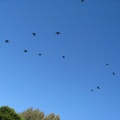 8776_birds_in_formation.jpg