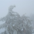 0446_snow_on_tree.JPG