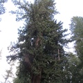 3338_another_redwood__chandelier_tree.JPG
