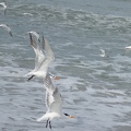 00540_flying_seagulls.JPG