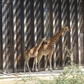 03746_two_giraffes.JPG