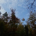 08448_fall_slovenian_forest.JPG