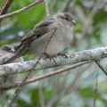 20434_house_sparrow_and_another_behind.JPG