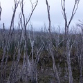 07179_flooded_trees.JPG