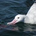 50733_albatross.JPG
