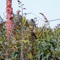 05589_obscured_tui.JPG