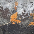 07391_orange_lichen.JPG