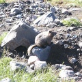 0340_pine_marten_on_rock.jpg