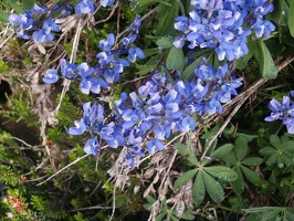 0350_blue_flowers