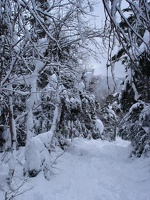 04484_snowy_trees