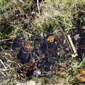 04555_stagnant_water.jpg