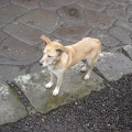 05476_dog.jpg