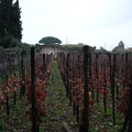 05562_vinyard.jpg