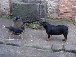 05587_woof1