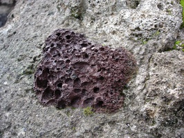 05603_purple_rock