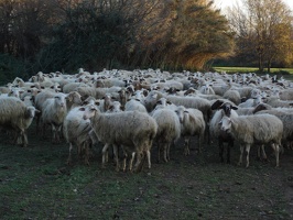 05733_sheep
