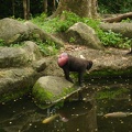09350_baboon.jpg