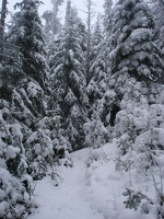 09837_snowy_trees