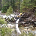 09853_using_tree.jpg