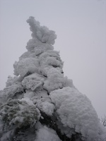 09872_snowy_tree1
