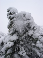 09873_snowy_tree2