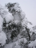 09875_snowy_tree3