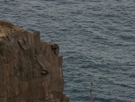 00636_gulls_and_cliff