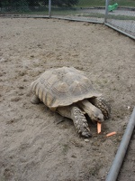 06389_turtle_and_carrot