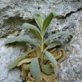 06395_fuzzy_plant.jpg