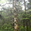06473_mossy_dead_tree.jpg