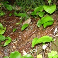 06479_camofrog.jpg