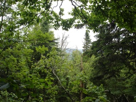 06482_forest