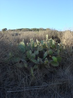 06549_cactus