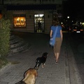 06762_dogs_following_mp.jpg