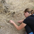 07309_mp_petting_turtle.jpg