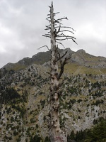 Dead tree, plus mountain