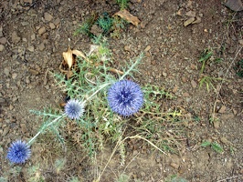 Blue, spiky flowers.